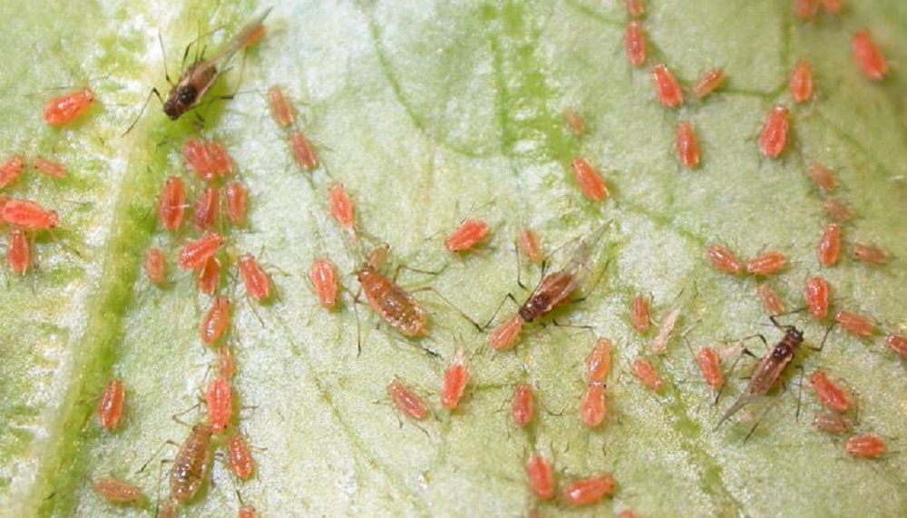 Numerous currant-lettuce aphids on a leaf